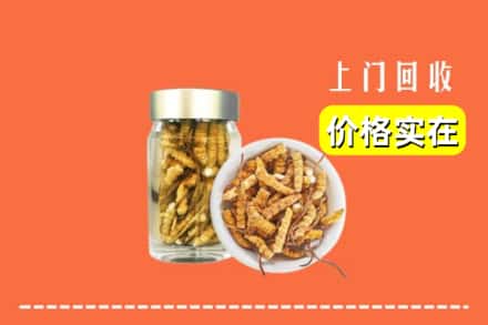 诚信求购:滨州滨城区高价回收散虫草